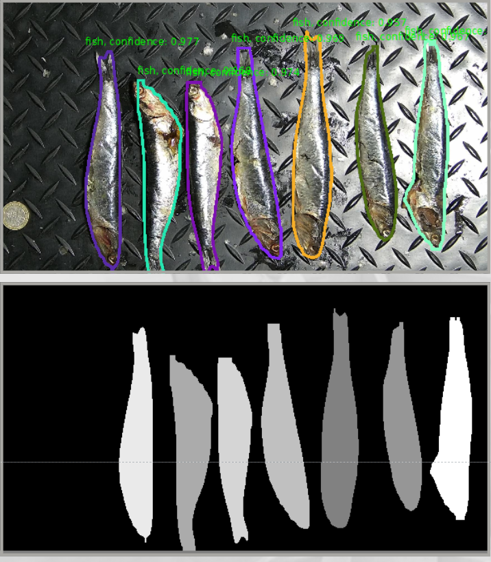 EyeVision analyzing fish
